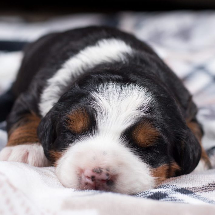 shutterstock_2120152916-1024x709